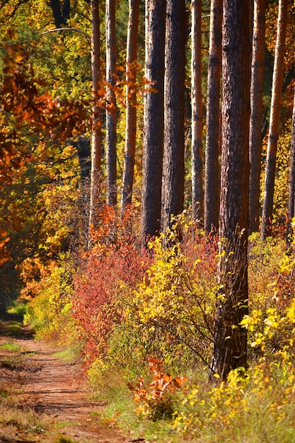 Los árboles simétricos crecen entre los árboles crecen arbustos de diferentes colores, otoño