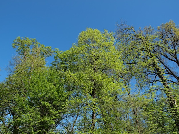 árboles sobre cielo azul