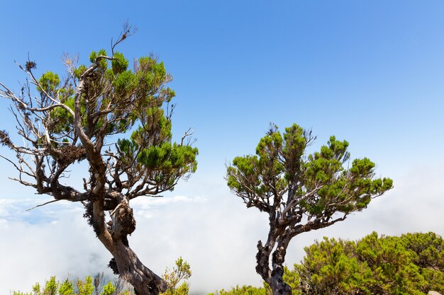 Árboles sobre las nubes