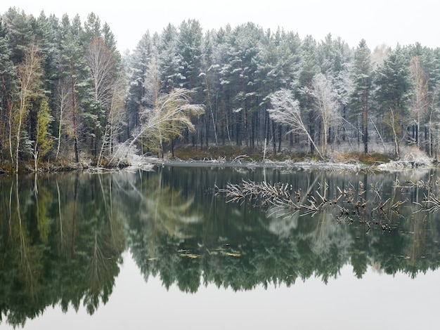 Los árboles y sus reflejos en el agua del lago.