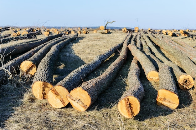 Los árboles talados yacen en el suelo. Troncos grandes: troncos pelados de ramas. Limpieza de bosques