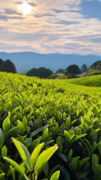 Árboles de té y cielos de verano Paisaje de montaña