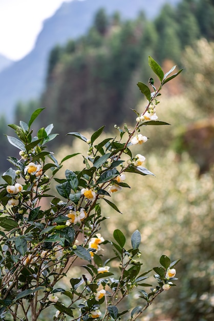 Los árboles de té en el jardín de té están en plena floración.