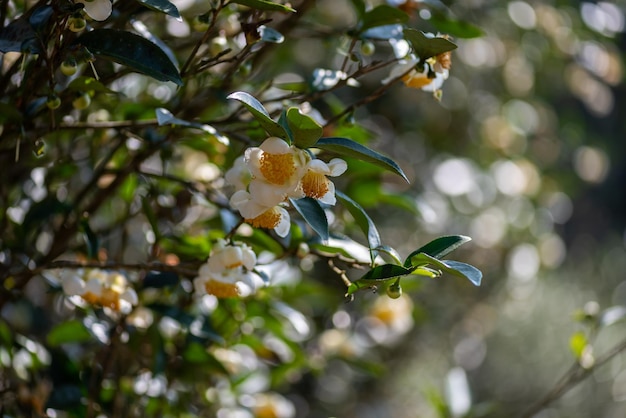 Los árboles de té en el jardín de té están en plena floración.