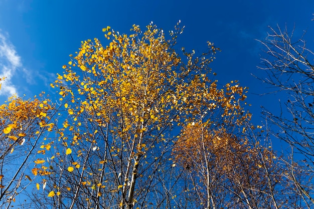 árboles en la temporada de otoño con follaje cambiante, diferentes árboles en la temporada de otoño durante la caída de las hojas