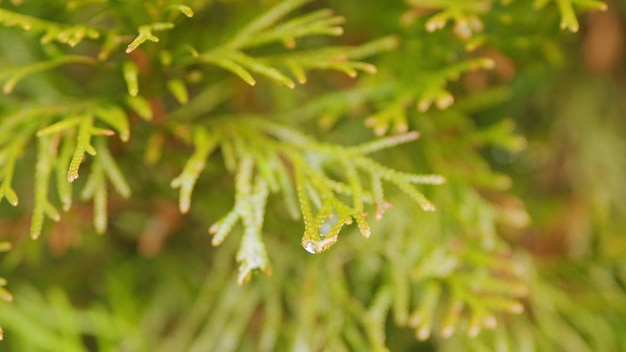 Foto los árboles de thuja se balancean en el viento hojas verdes y agujas de plantas coníferas macro vista