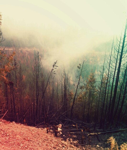 Foto Árboles en tiempo de niebla