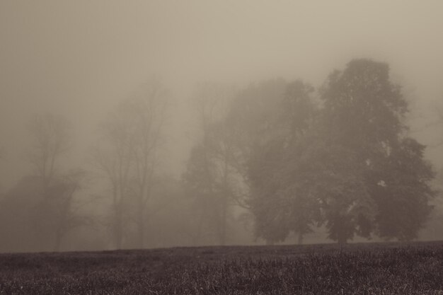 Foto Árboles en tiempo de niebla