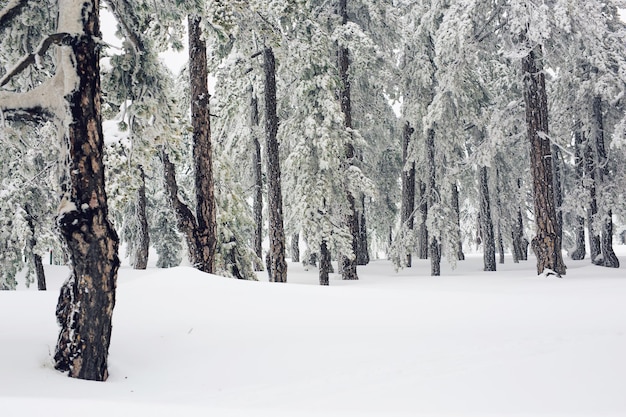 Árboles en tierras cubiertas de nieve