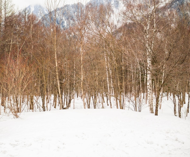 Foto Árboles en los valles nevados en invierno