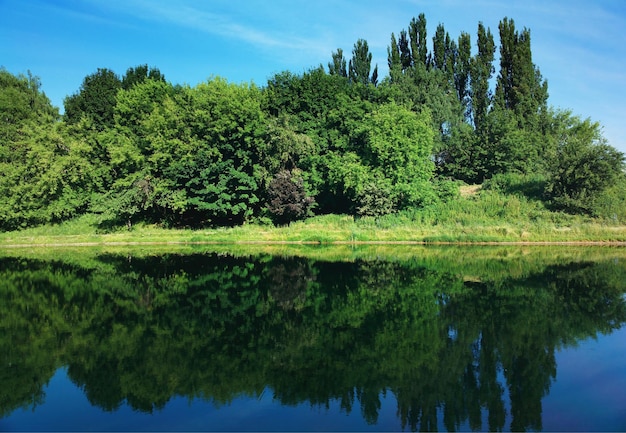 Árboles de verano cerca del fondo del estanque del parque