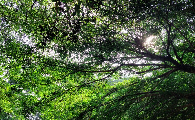 árboles verdes del bosque en el bosque o hojas verdes de fondo
