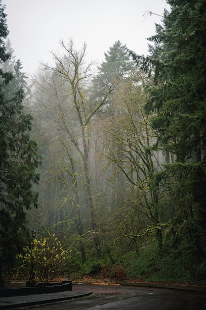 Foto Árboles verdes en el bosque foto de archivo