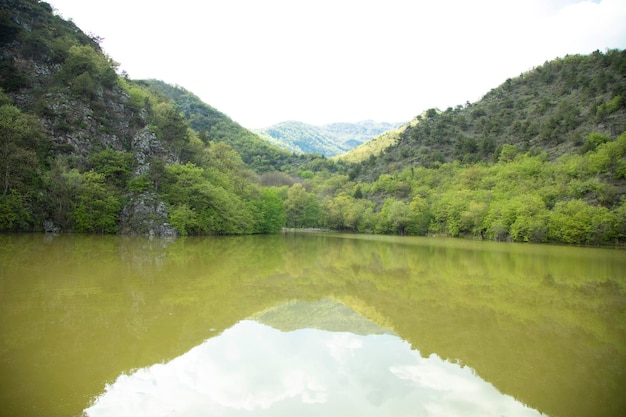 árboles verdes en el bosque y el lago