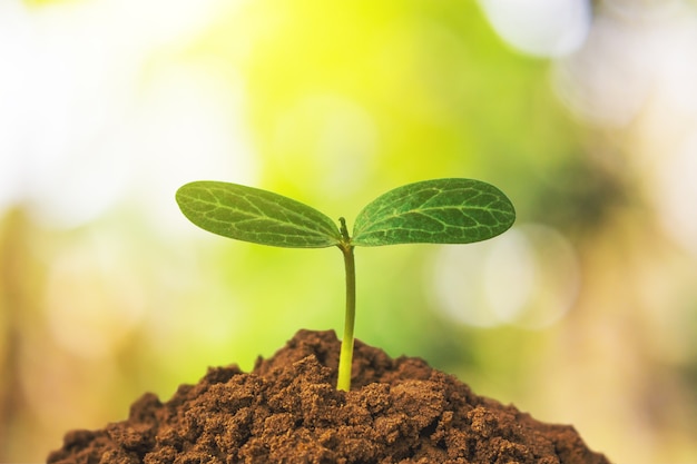 Foto los árboles verdes están creciendo, planta concept.