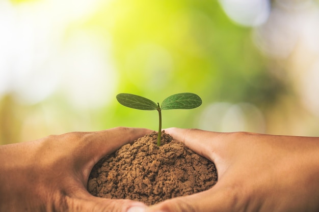 Los árboles verdes están creciendo, planta Concept.