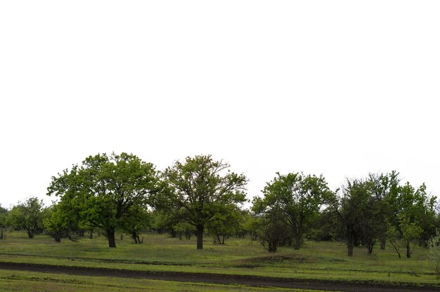 Foto Árboles verdes en un fondo aislado en un clima nublado