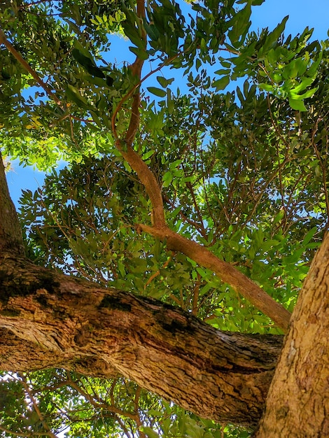 Foto Árboles verdes muy tranquilos y hermosos con un hermoso cielo azul.