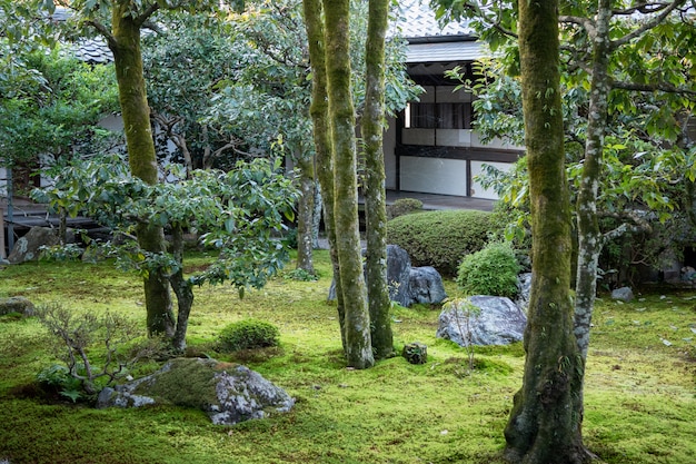 Foto Árboles verdes naturales en un jardín japonés