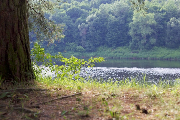 árboles verdes en la orilla del río en verano