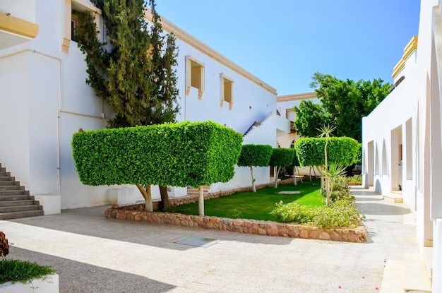 Los árboles verdes pintorescos crecen en el patio