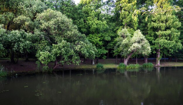 Foto Árboles verdes reflejados en el agua en el parque