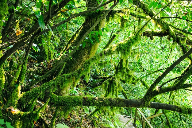 Árboles viejos con líquenes y musgo en el bosque ruso