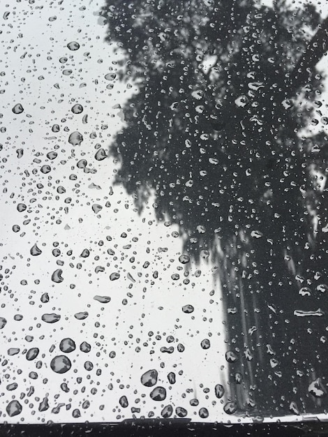 Foto Árboles vistos desde el parabrisas de un coche mojado durante la temporada de lluvias