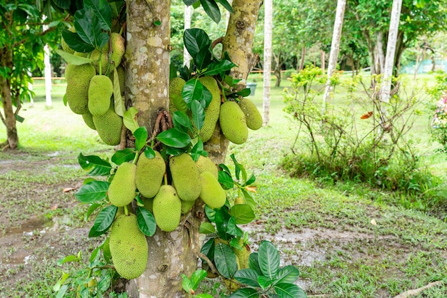 Los árboles de yaca pertenecen a la tribu Moraceae, el nombre científico es Artocarpus heterophyllus