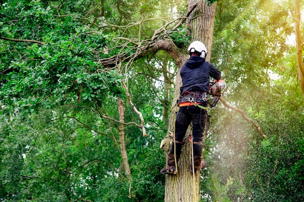 Arbolista cortando árboles con motosierra de gasolina