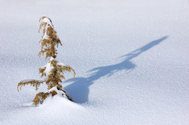 Arbolito cubierto de nieve