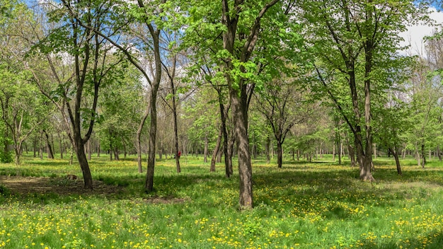 Arboreto de Kropyvnytskyi no parque da cidade em um dia ensolarado de primavera