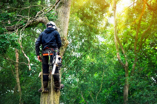 Arborista cortando árvore com motosserra a gasolina