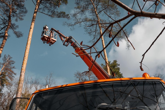 Arborista está no berço do elevador Remoção e cuidado de árvores de emergência