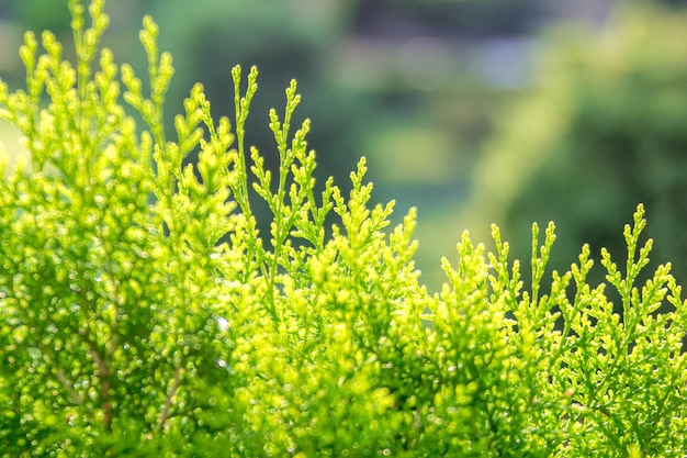 Arborvitae verde ensolarado