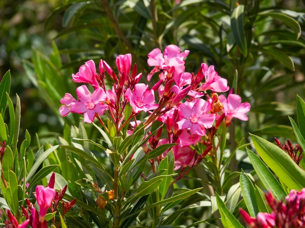 Arbusto de adelfa Nerium oleander en un día soleado en Grecia