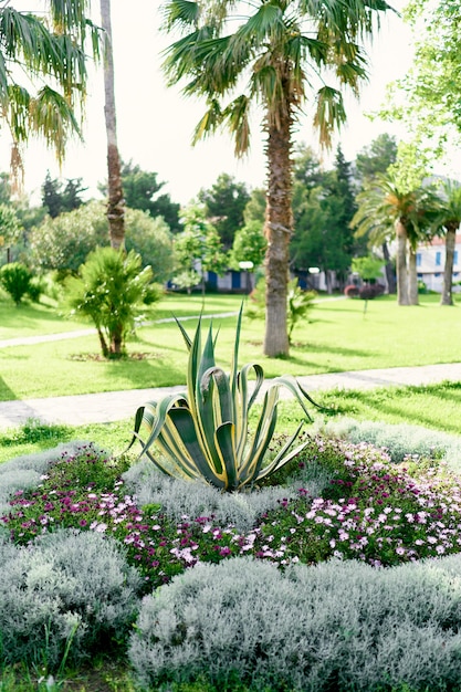 Arbusto de agave en medio de un parterre rodeado de palmeras