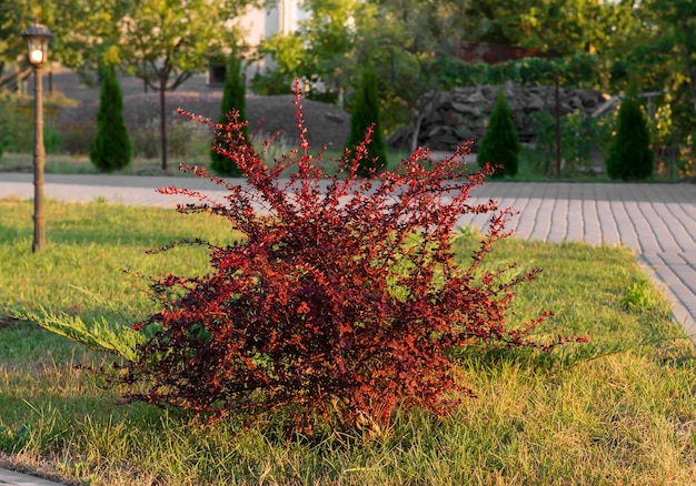 Arbusto de agracejo de hoja roja en el jardín