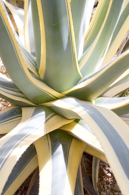 Arbusto de Aloe verde gigante en invernadero