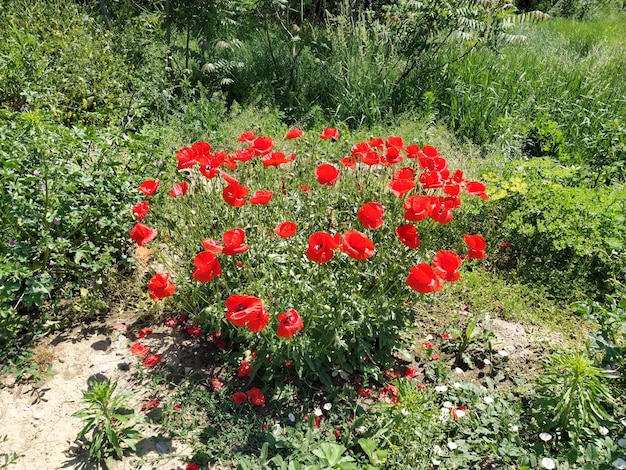 Arbusto de amapolas rojas silvestres Hermosas flores silvestres Fondo borroso Campo de amapolas Delicados pétalos de amapola brillan a la luz del sol