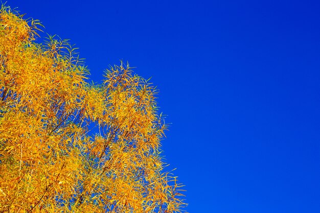 Arbusto amarillo con fondo de cielo azul