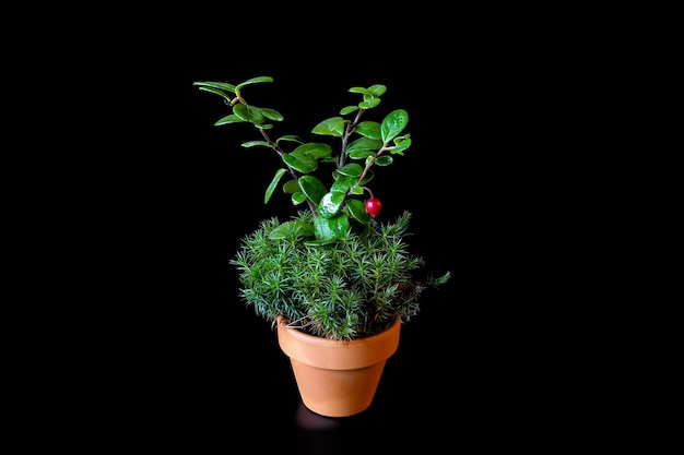 Un arbusto de arándano con bayas, musgo Polytrichum Commune o Sphagnum crece en una pequeña maceta de cerámica sobre un fondo negro