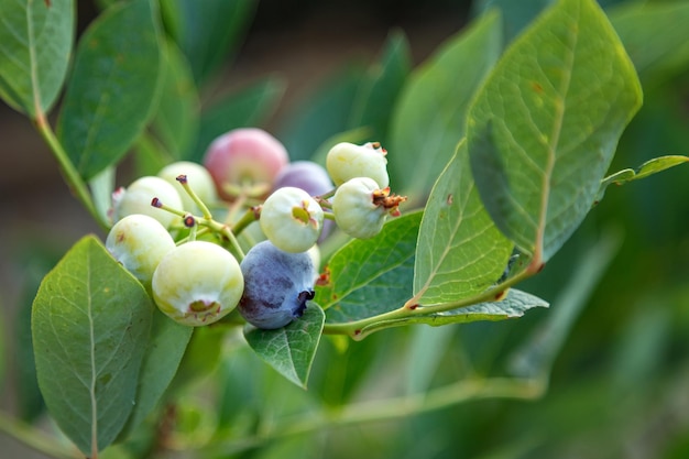 Foto arbusto de arándanos cerca vaccinium corymbosum los arándanos maduran en los arbustos