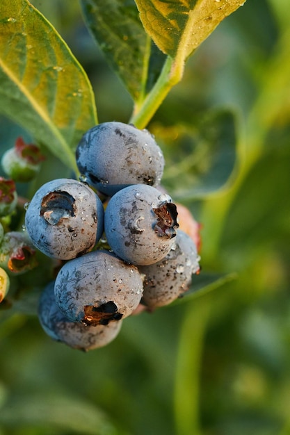 Arbusto de arándanos maduros orgánicos al atardecer con bayas suculentas listas para recoger