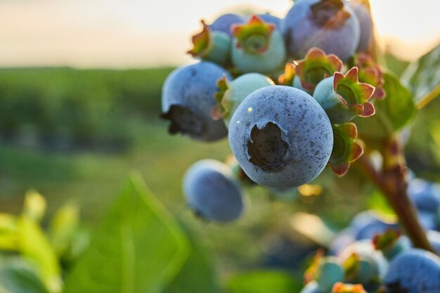 Arbusto de arándanos maduros orgánicos al atardecer con bayas suculentas listas para recoger