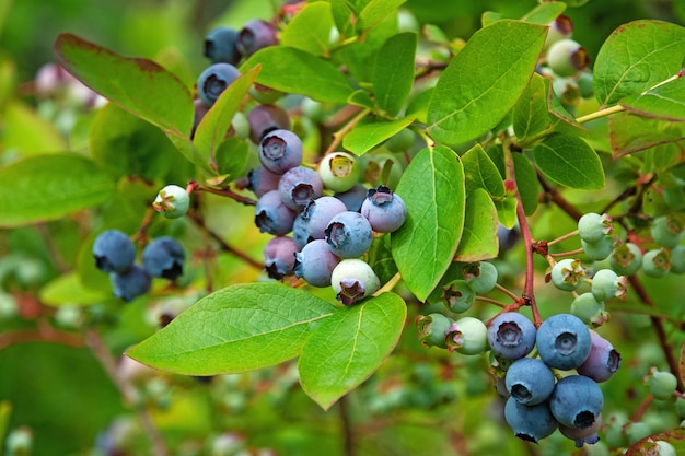 Arbusto de arándanos del norte (Vaccinium boreale) cultivado en hogares orgánicos