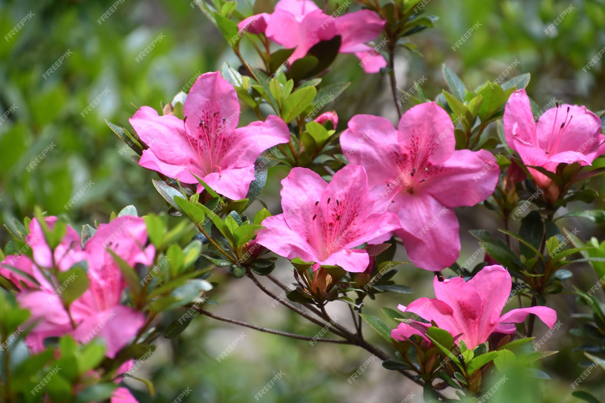 Arbusto de azalea rosa brillante que florece y florece | Foto Premium