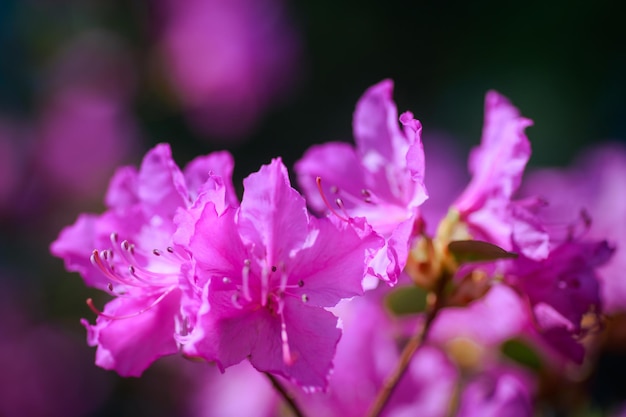 Arbusto de azalea rosa en el jardín Temporada de azaleas florecientes