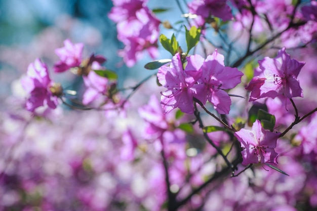 Arbusto de azaleas en flor sobre un fondo de árboles en una neblina azul