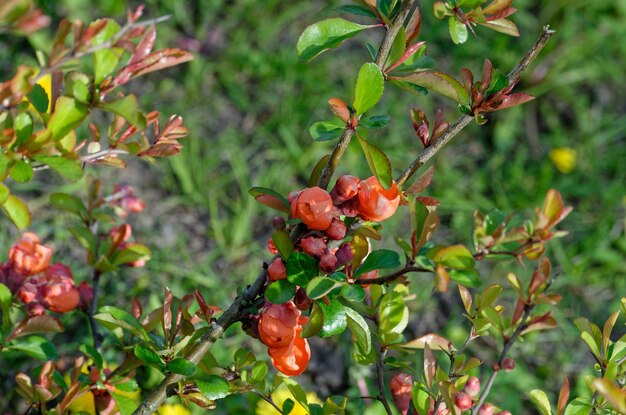 Un arbusto con bayas rojas y hojas verdes con la palabra "fruta".